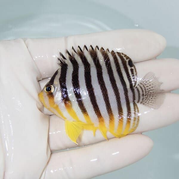 【現物14】シマヤッコ 6.2cm±