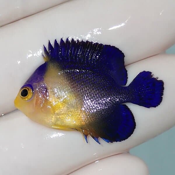 【現物15】スミレヤッコ 3cm±