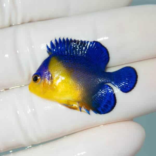 【現物15】スミレヤッコ 3.5cm±