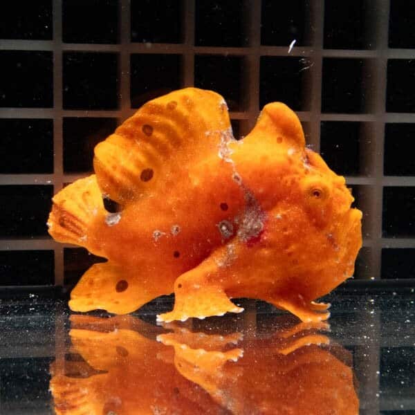【現物15】イロカエルアンコウ 7.5cm±