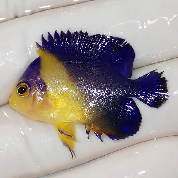 【現物16】スミレヤッコ 3.5cm±