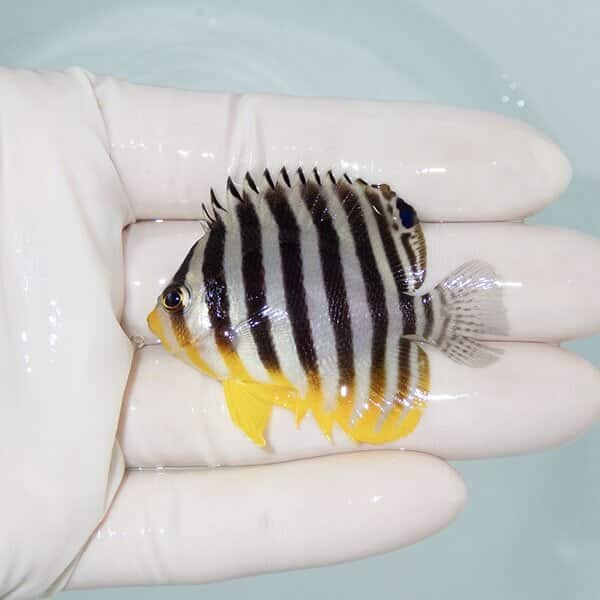 【現物16】シマヤッコ 5.5cm±