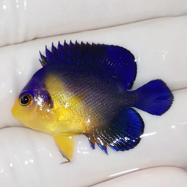 【現物17】スミレヤッコ 3.5cm±