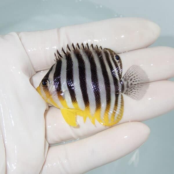 【現物17】シマヤッコ 5.5cm±