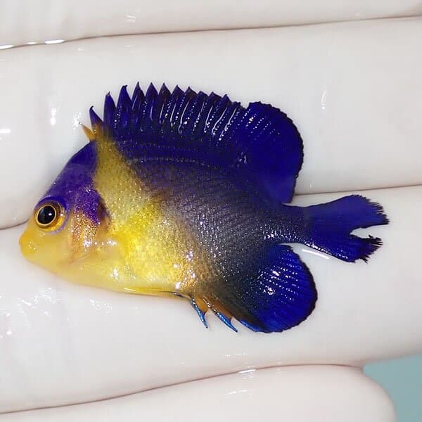 【現物18】尾びれかけ スミレヤッコ 3.5cm±