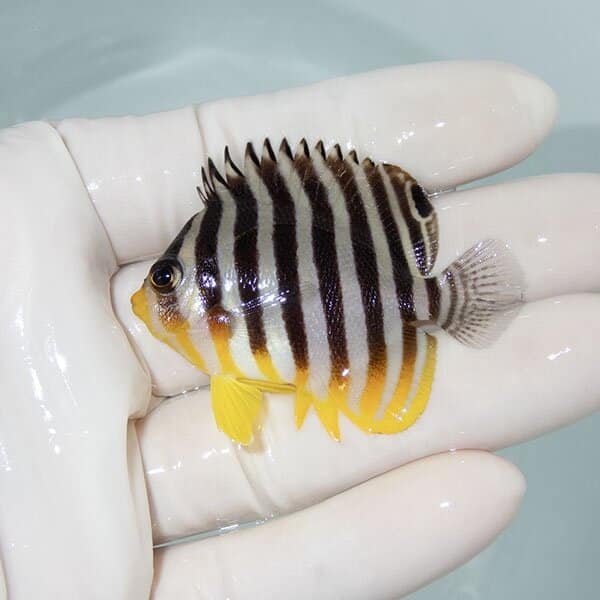 【現物18】シマヤッコ 5.3cm±