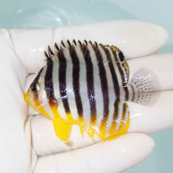 【現物19】シマヤッコ 6cm±