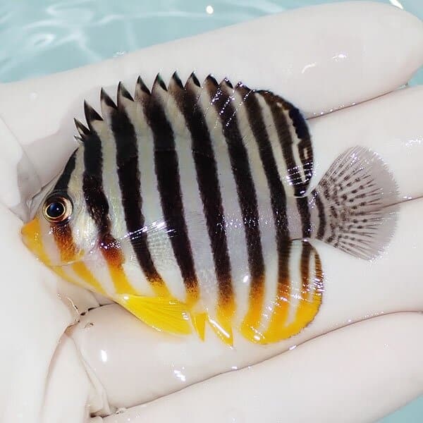 【現物1】シマヤッコ 5.7cm±