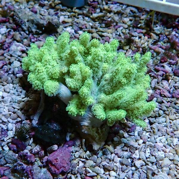 【サンゴ現物1】トサカ.sp 9-7cm 沖縄産