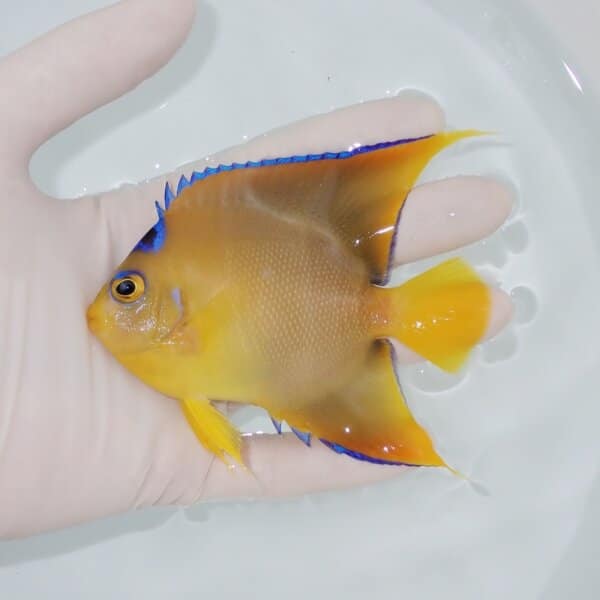 【現物1】粒エサOK タウンゼントエンゼル10cm±