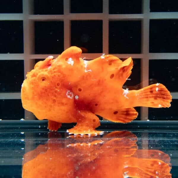 【現物1】イロカエルアンコウ 5.5cm