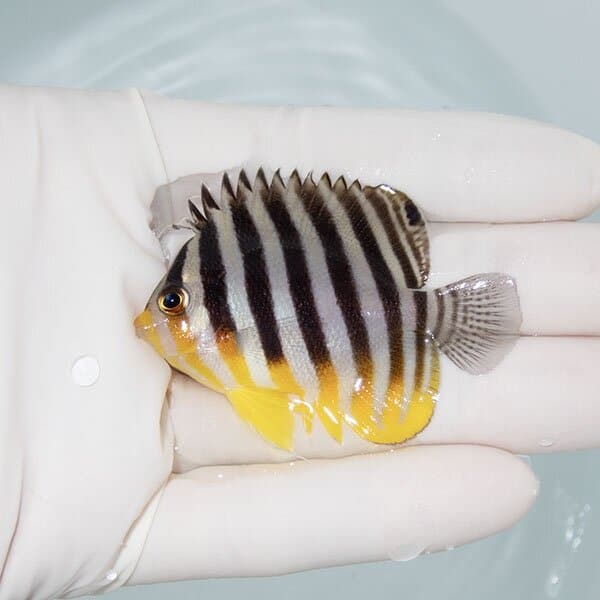 【現物1】シマヤッコ 5.5cm±