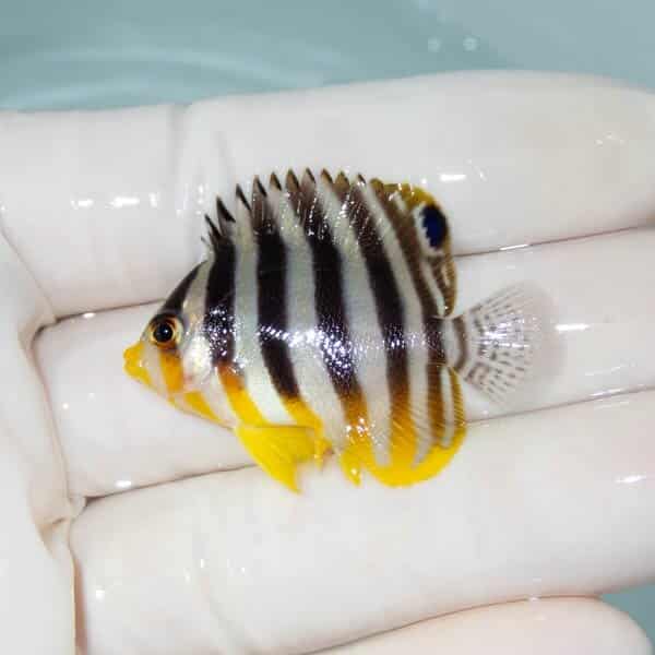 【現物20】シマヤッコ 4cm±