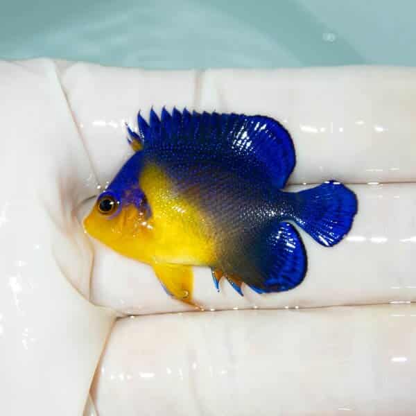 【現物28】スミレヤッコ 4cm±