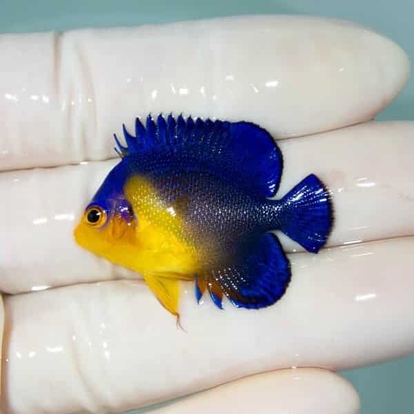 【現物29】スミレヤッコ 3.5cm±