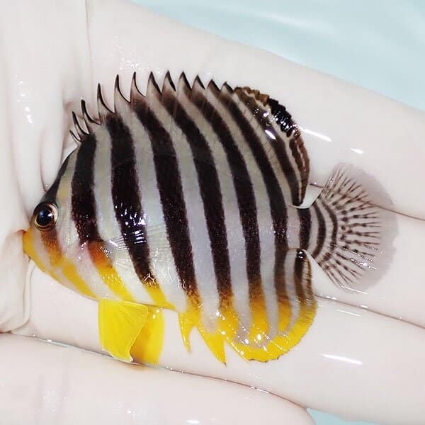 【現物2】シマヤッコ 6cm±