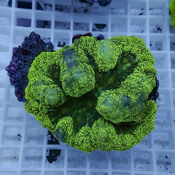 【サンゴ現物2】★ハナガタサンゴ