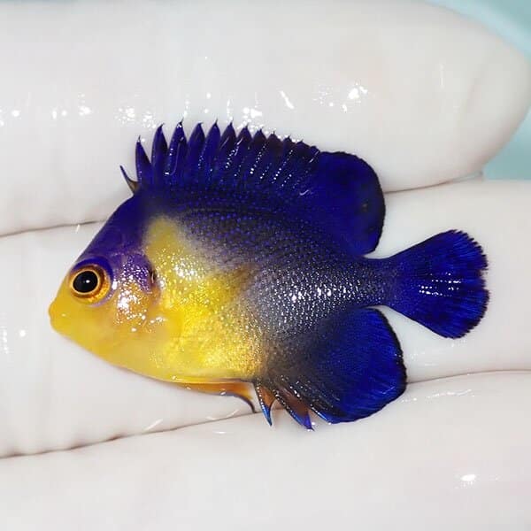 【現物2】スミレヤッコ 3.5cm±