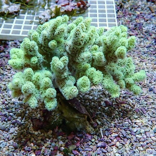 【サンゴ現物2】トサカ.sp 13-13cm 沖縄産
