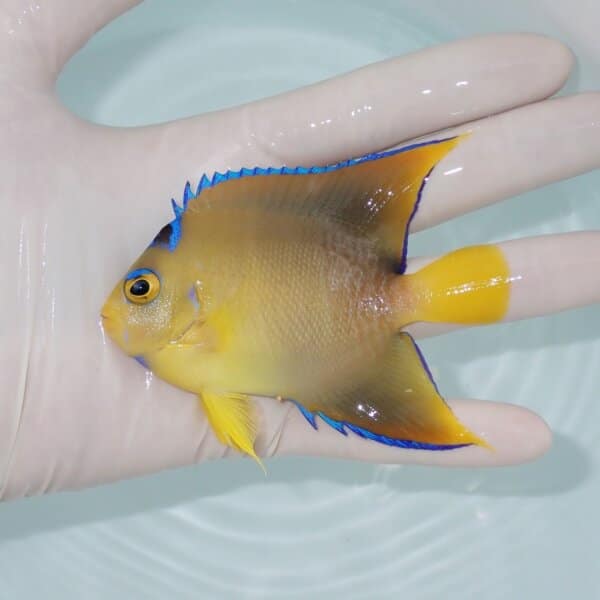 【現物2】粒エサOK タウンゼントエンゼル 9cm±