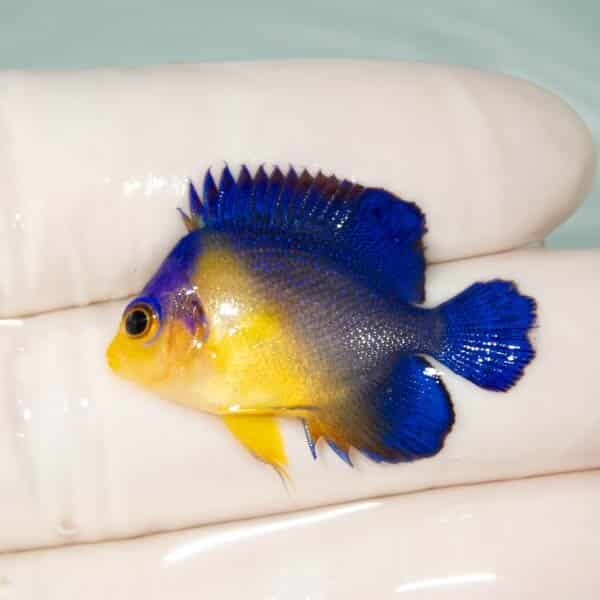 【現物17】スミレヤッコ 3.2cm±