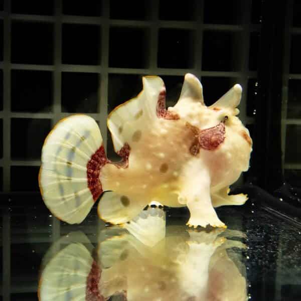 【現物2】クマドリカエルアンコウ 6cm