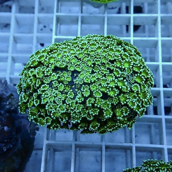 【サンゴ現物2】アワサンゴ