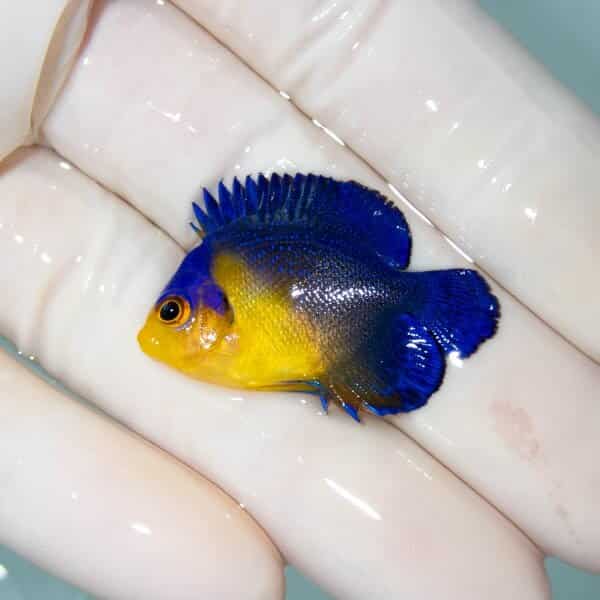 【現物30】スミレヤッコ 3.5cm±