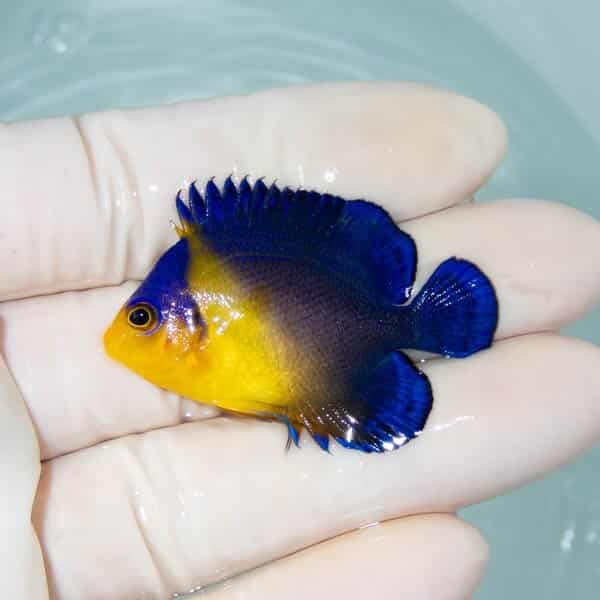 【現物32】スミレヤッコ 4.5cm±