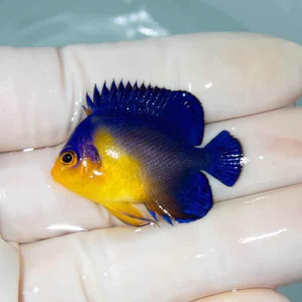 【現物33】スミレヤッコ 3.5cm±