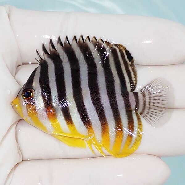 【現物3】シマヤッコ 6cm±