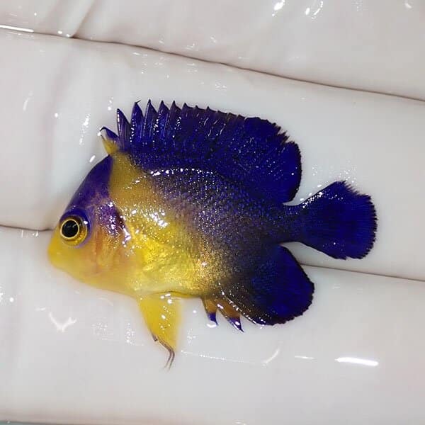 【現物3】スミレヤッコ 3cm±