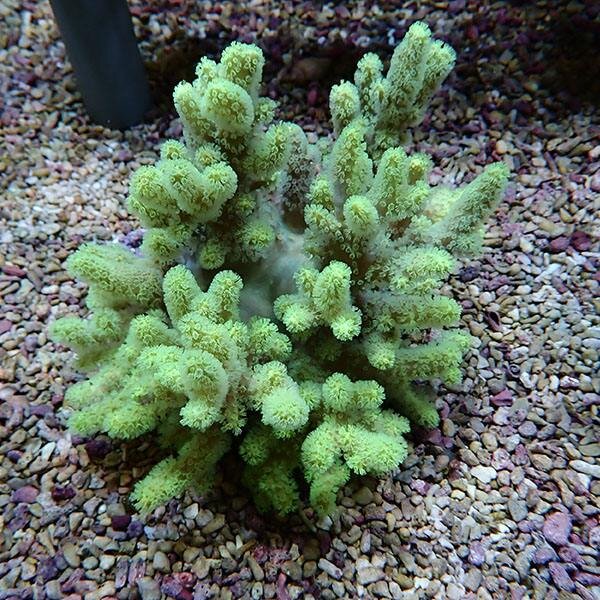 【サンゴ現物3】トサカ.sp 12-13cm 沖縄産