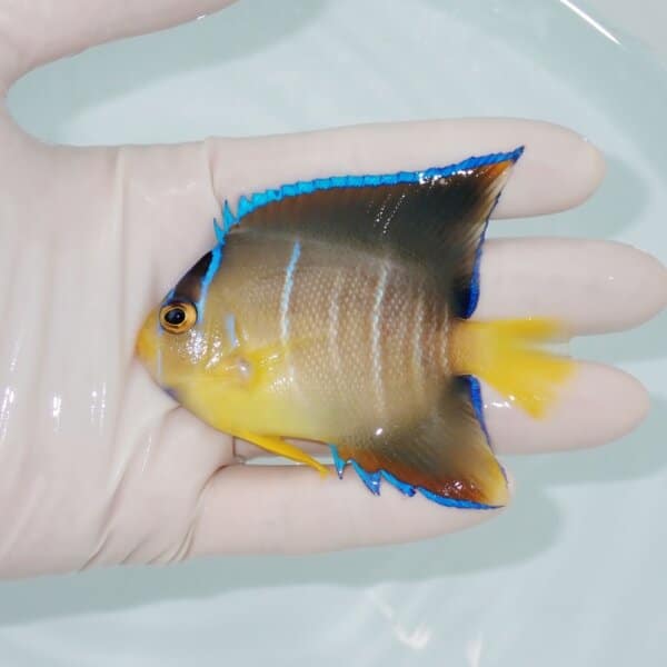 【現物3】粒エサOK タウンゼントエンゼル 8cm±