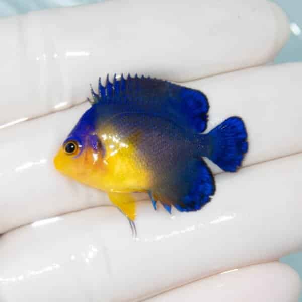 【現物3】スミレヤッコ 3.5cm±