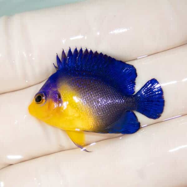 【現物18】スミレヤッコ 3.5cm±