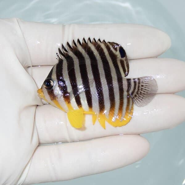 【現物3】シマヤッコ 5.5cm±