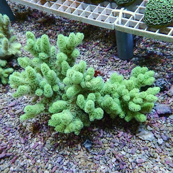 【サンゴ現物4】トサカ.sp 18-13cm 沖縄産