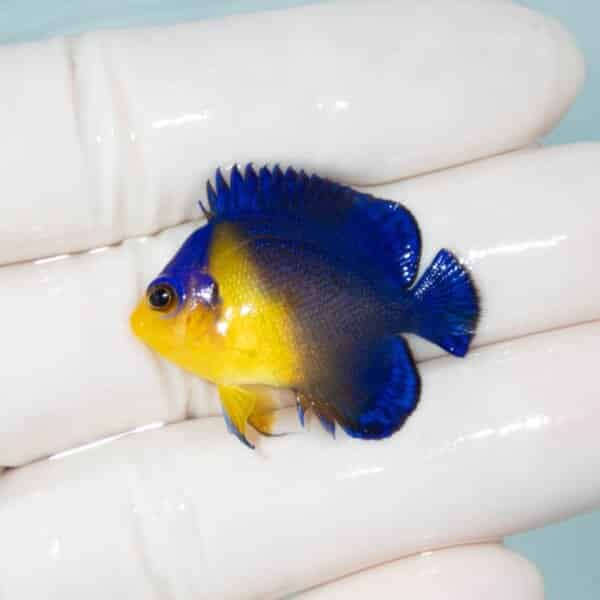 【現物4】スミレヤッコ 3.2cm±