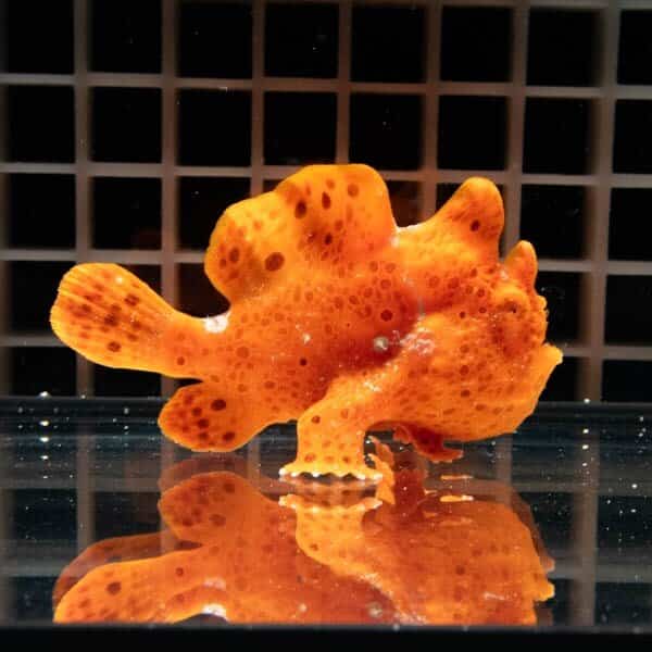 【現物4】イロカエルアンコウ 7.5cm