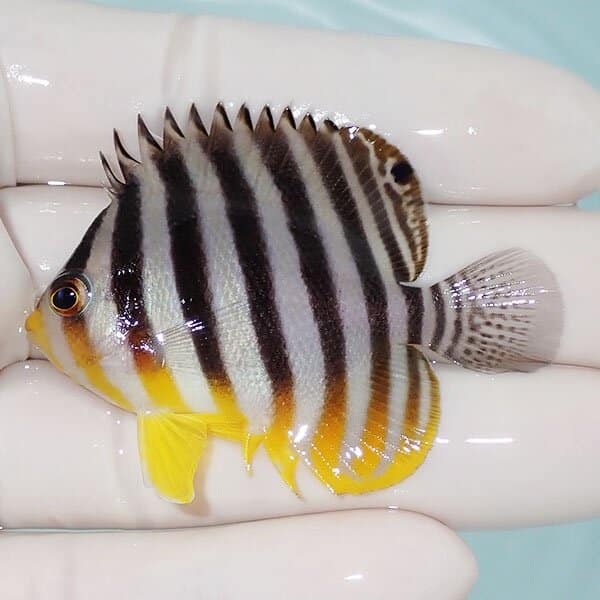 【現物5】シマヤッコ 5.5cm±