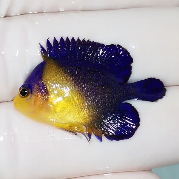 【現物5】スミレヤッコ 3.3cm±