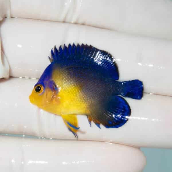 【現物5】スミレヤッコ 3.8cm±