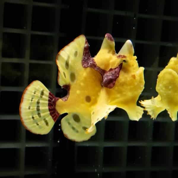 【現物5】クマドリカエルアンコウ 5.5cm 海水魚 アンコウ 15時までのご注文で当日発送【カエルアンコウ】