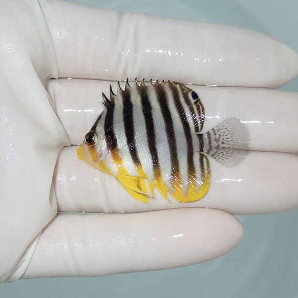 【現物5】シマヤッコ 4.5cm±