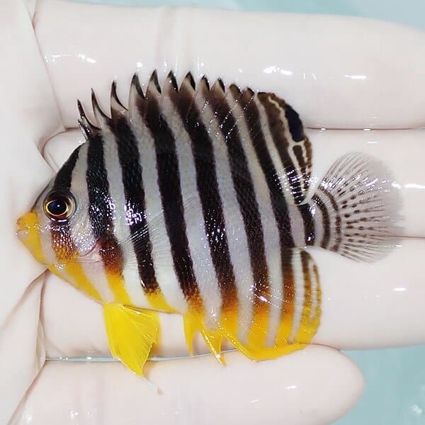【現物6】シマヤッコ 6cm±