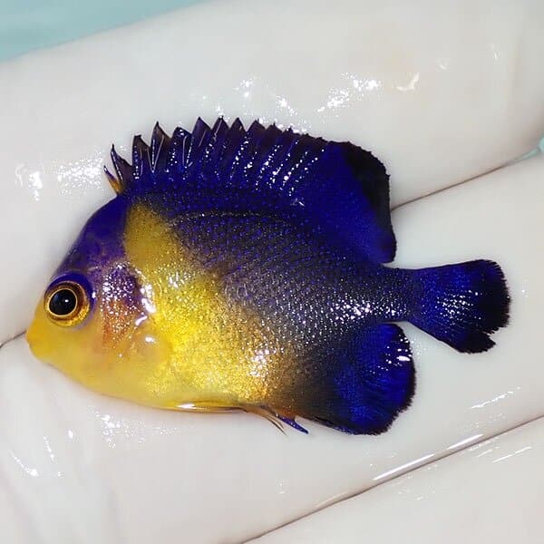 【現物6】スミレヤッコ 3.3cm±