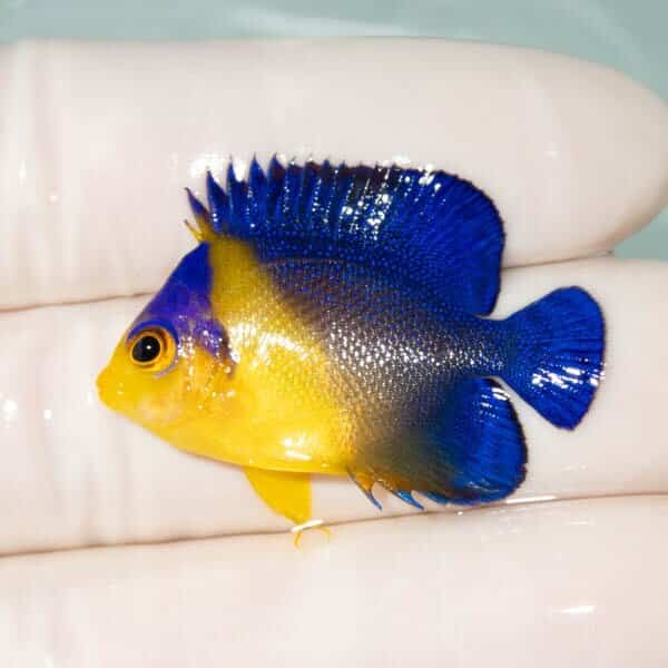 【現物21】スミレヤッコ 3.7cm±