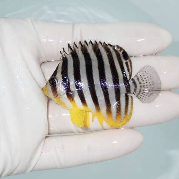 【現物6】シマヤッコ 6cm±