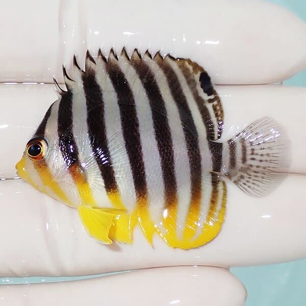 【現物7】シマヤッコ 5cm±